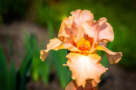 Flower presby iris gardens spring photo