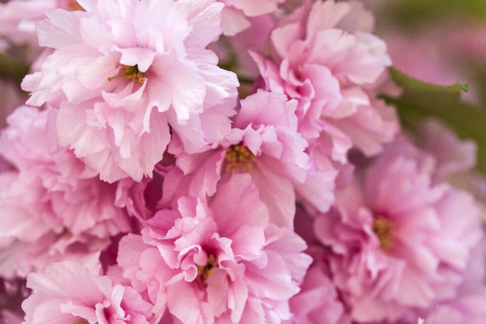 Blooming tree nature spring