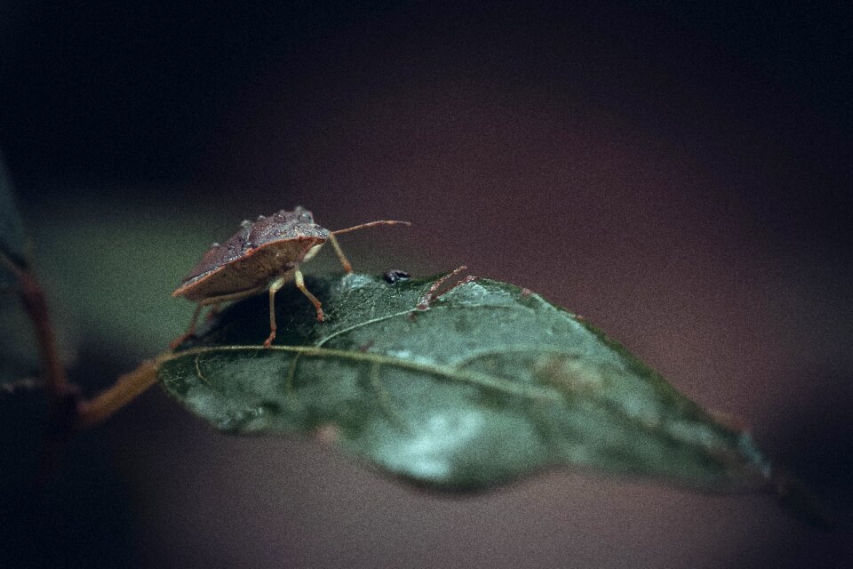 Scarab plants entomology