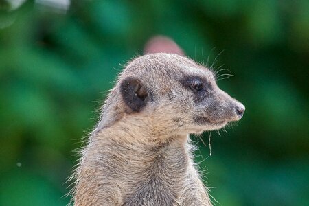 Watch nature mammal