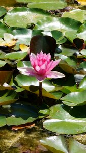 Nature water lilies flowers photo