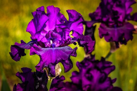 Flower presby iris gardens spring photo