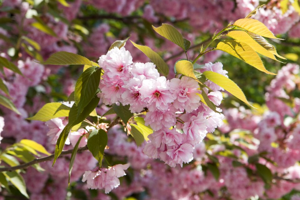 Nature spring pink photo