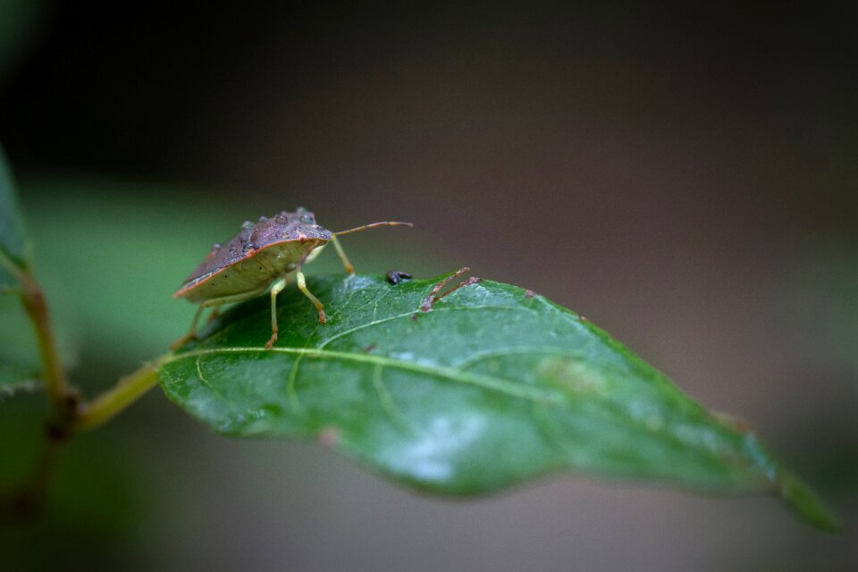 Scarab plants entomology
