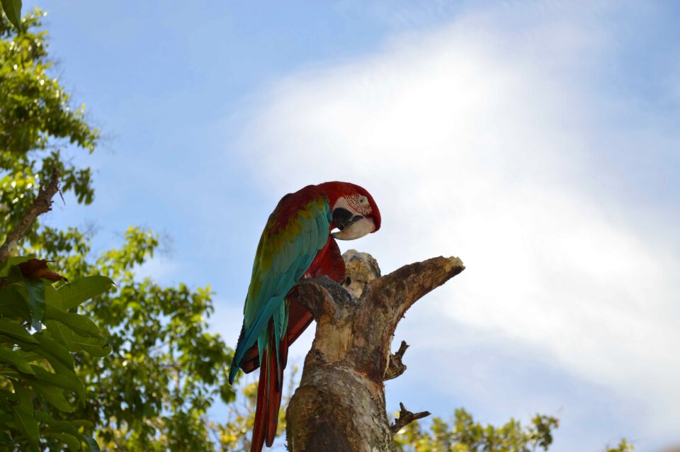 Guacamayas san carlos eastern antioquia