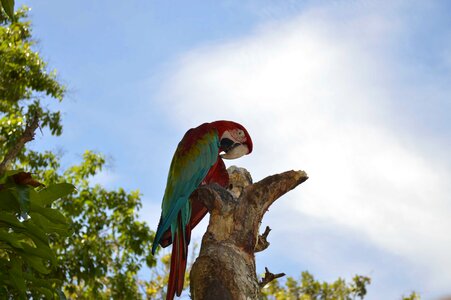 Guacamayas san carlos eastern antioquia photo