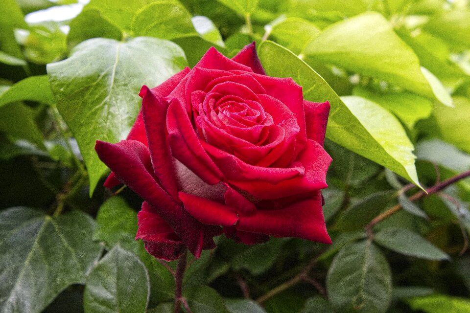 Rosa garden flower