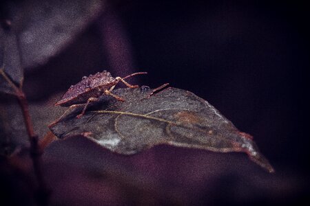 Scarab plants entomology photo