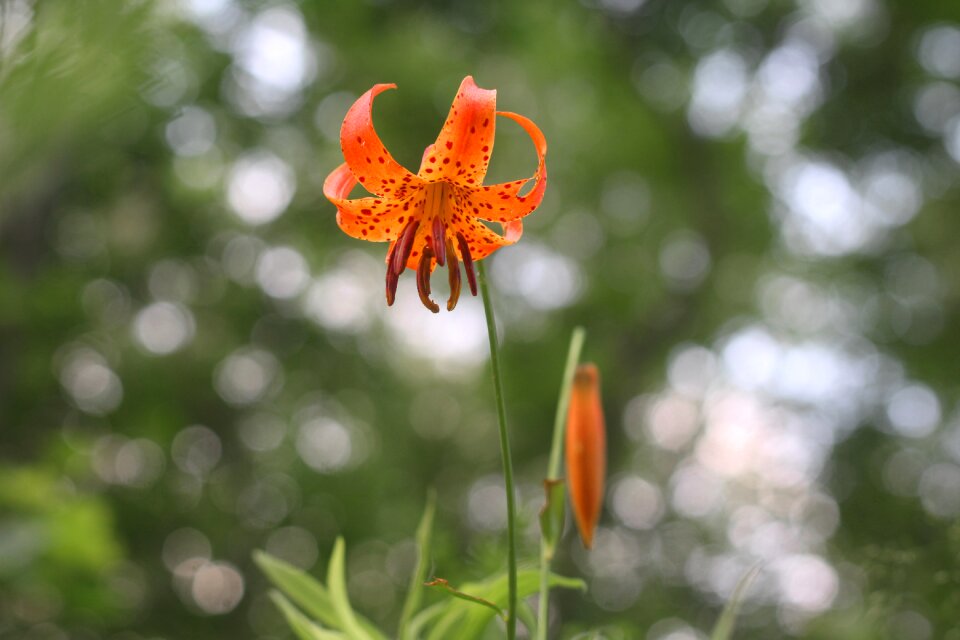 Orange spotted flower