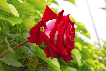 Rosa garden pink petals