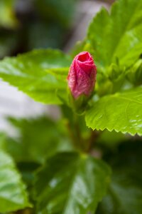 Background beauty garden