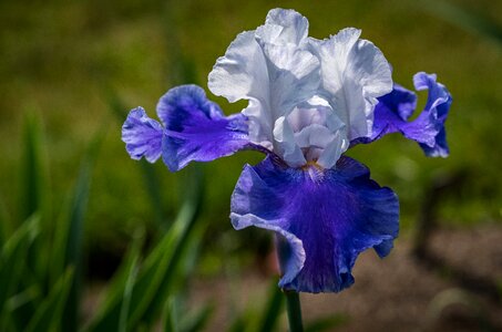 Flower presby iris gardens spring photo