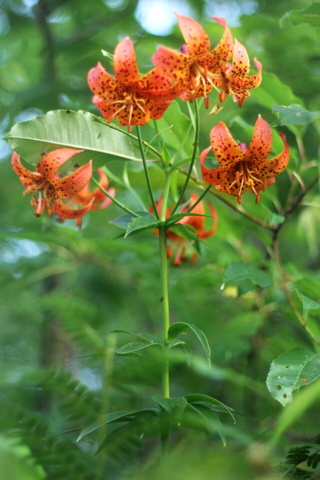 Orange spotted flower