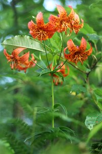 Orange spotted flower