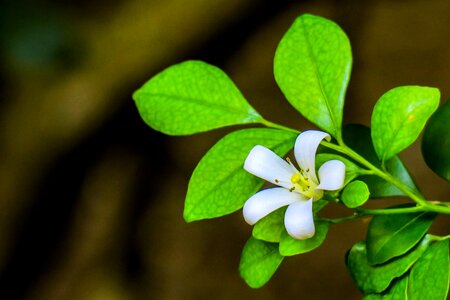White yellow green