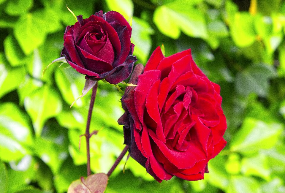 Rosa garden pink petals