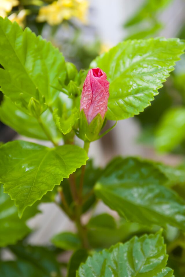 Background beauty garden
