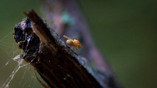 Nature magnification green