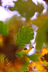 Color leaves trees