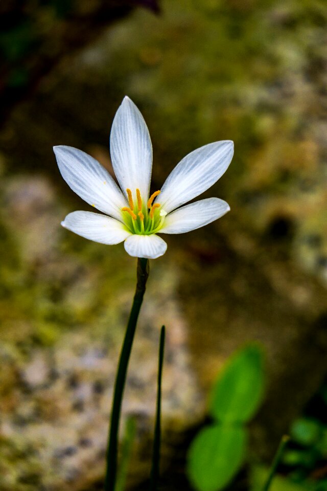 White yellow green