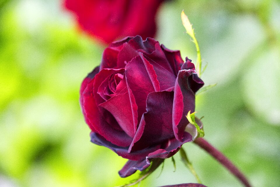 Rosa garden pink petals