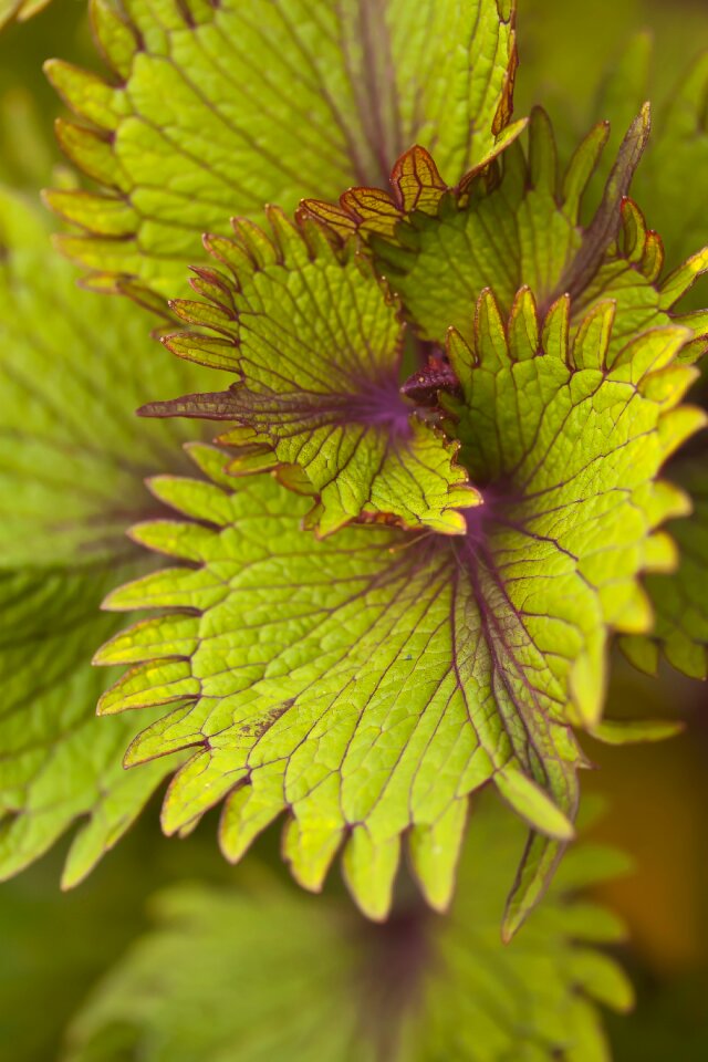 Flora closeup natural