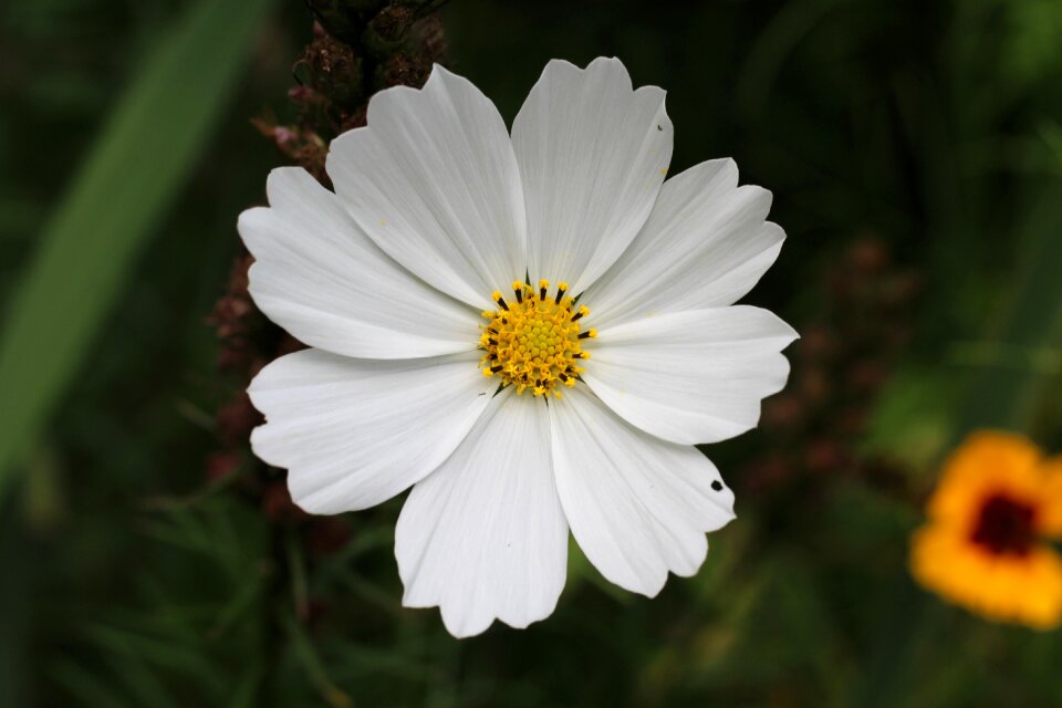 Nature summer in bloom photo