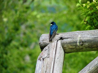 Post fence bird photo