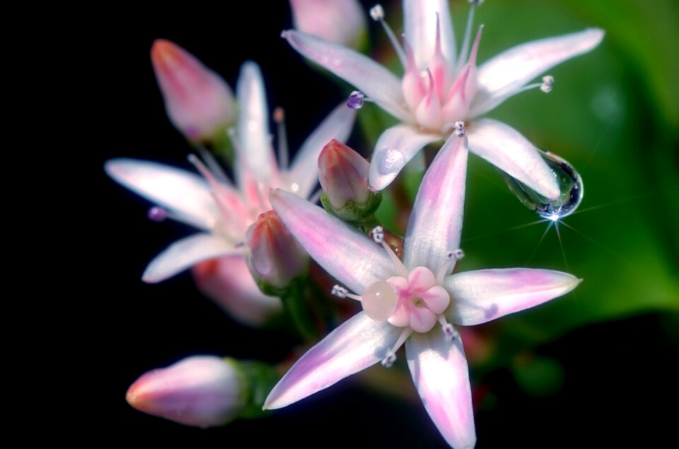 Flower garden pink