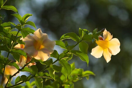 Background beauty garden