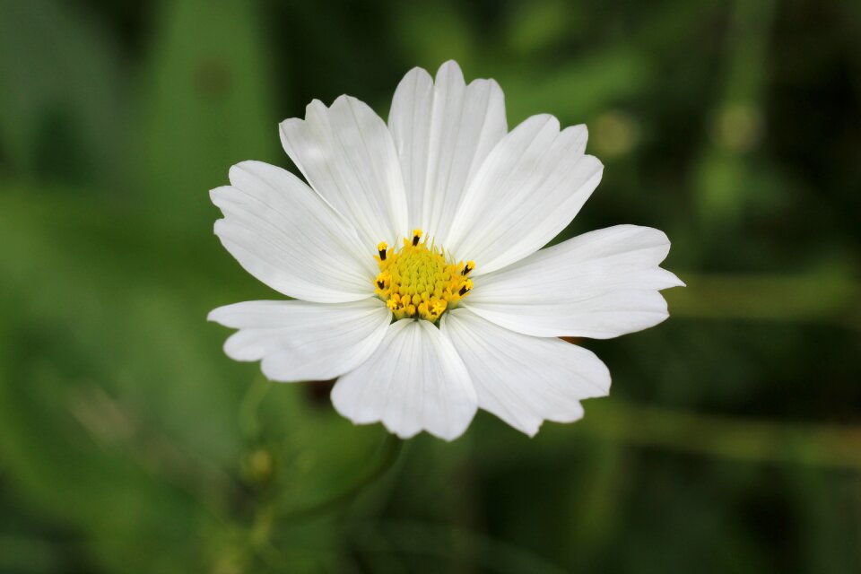 Nature summer in bloom photo