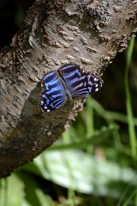 Butterfly bluestone nature