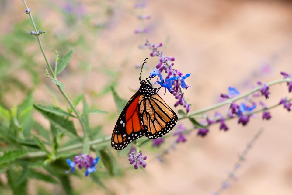 Summer colorful moth photo