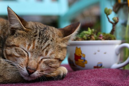 Cute peace sleep