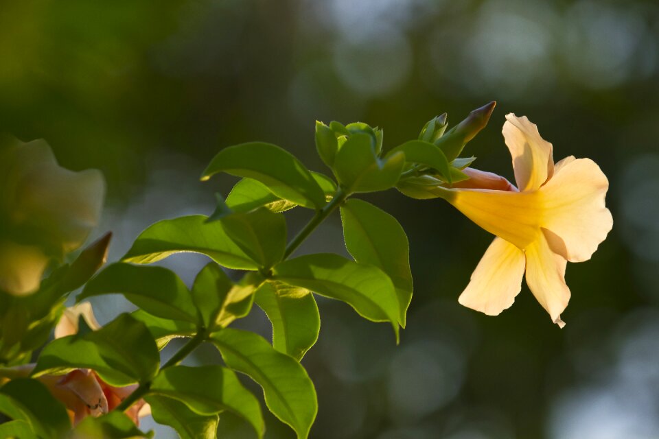 Background beauty garden