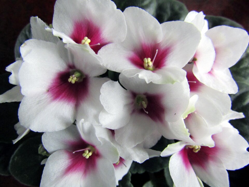 Petal sheet blooming