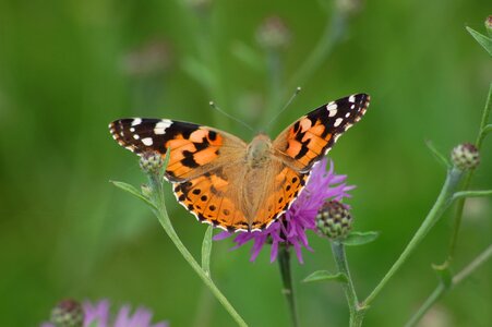 Nature summer butterflies