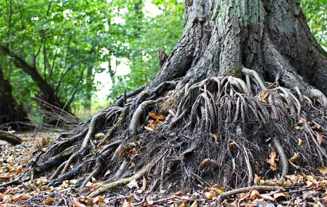 Nature forest old