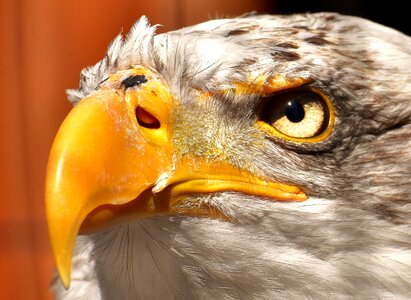 Eye protection bird