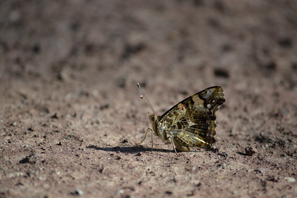 Butterfly earth fauna