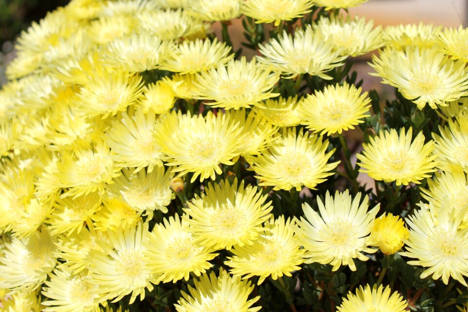 Yellow flower yellow garden yellow gardening photo