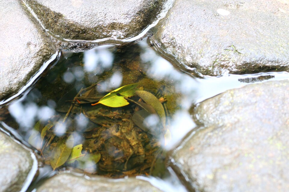 Vietnam nature summer