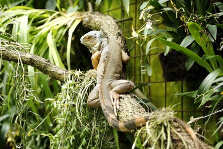 Animal iguana zoo