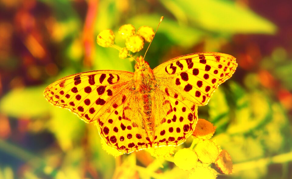 Flower apiformes animals