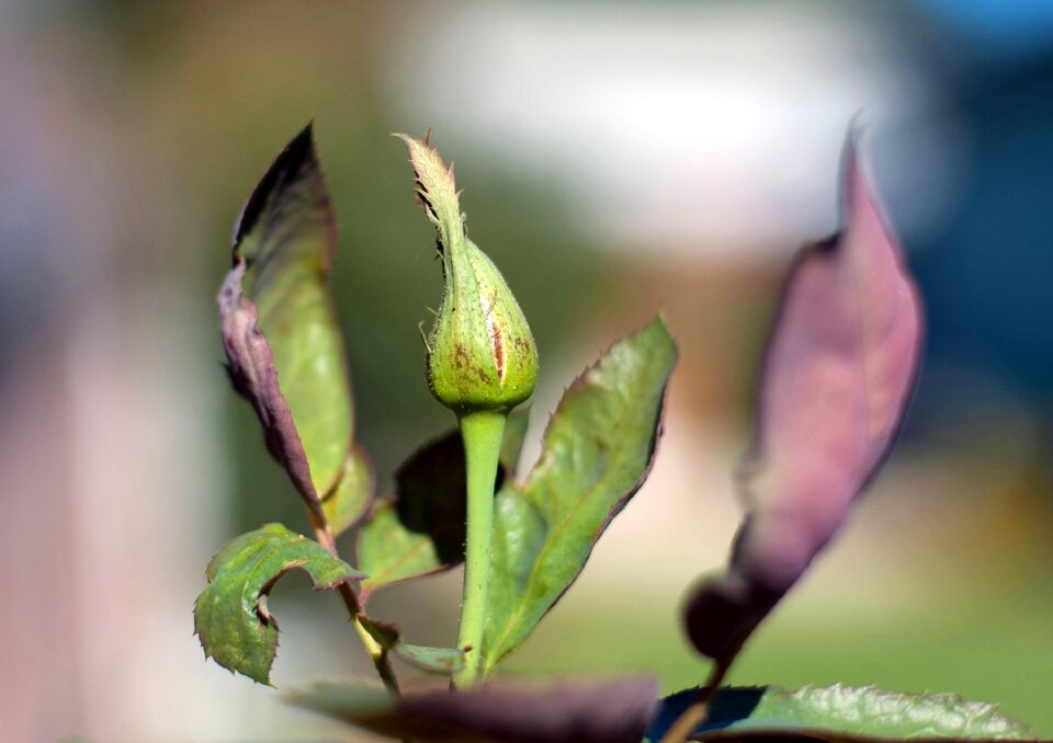 Nature plant blossom