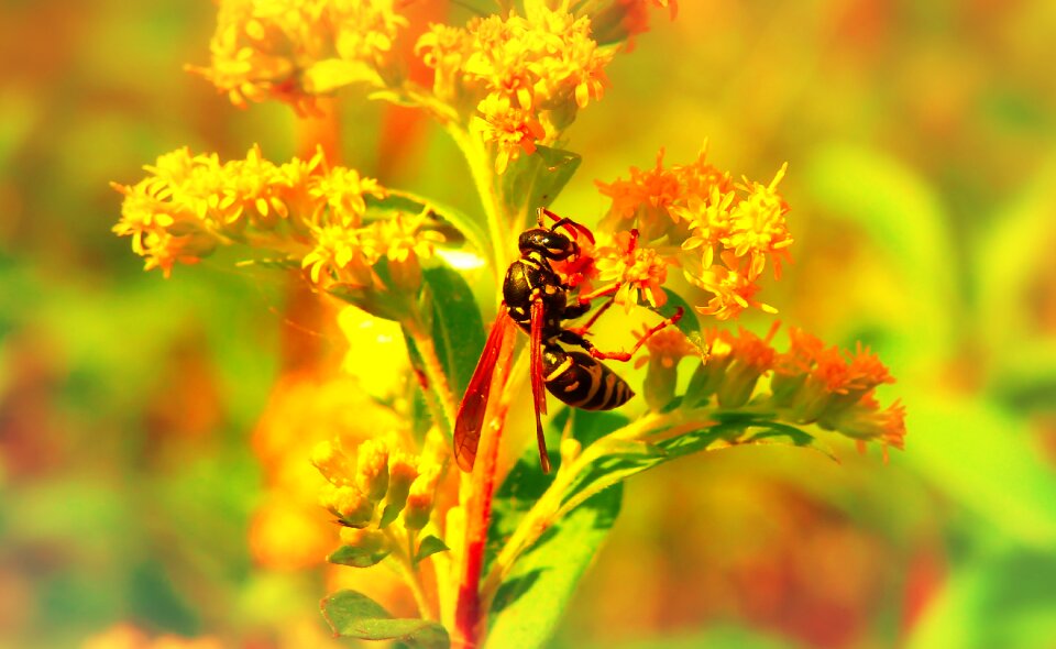 Flower animals nature