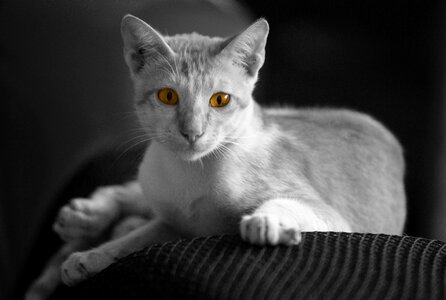 Animal feline black-white photo
