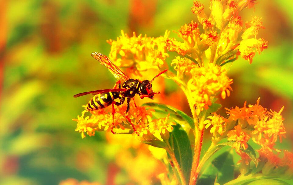 Flower animals nature
