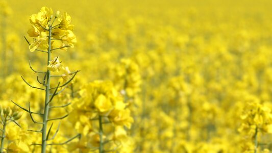 Agriculture yellow oil