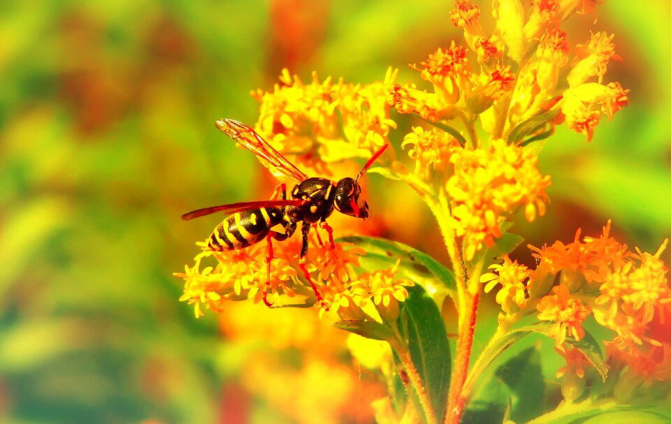 Flower animals nature